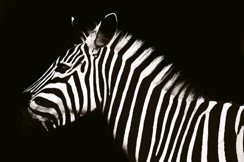 A zebra. A zebra.