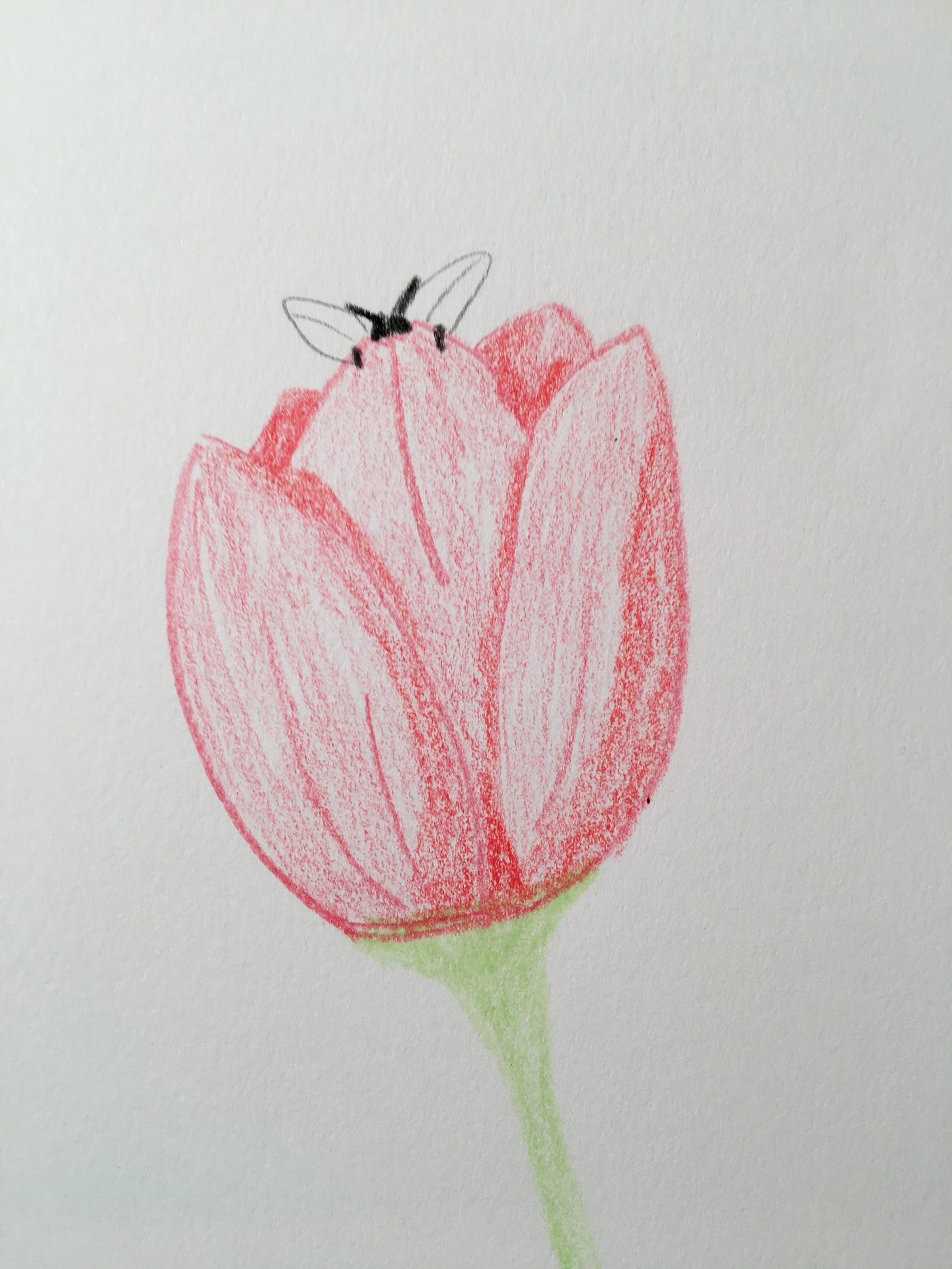 A bee peeks out of a red tulip drawn with colored pencils.