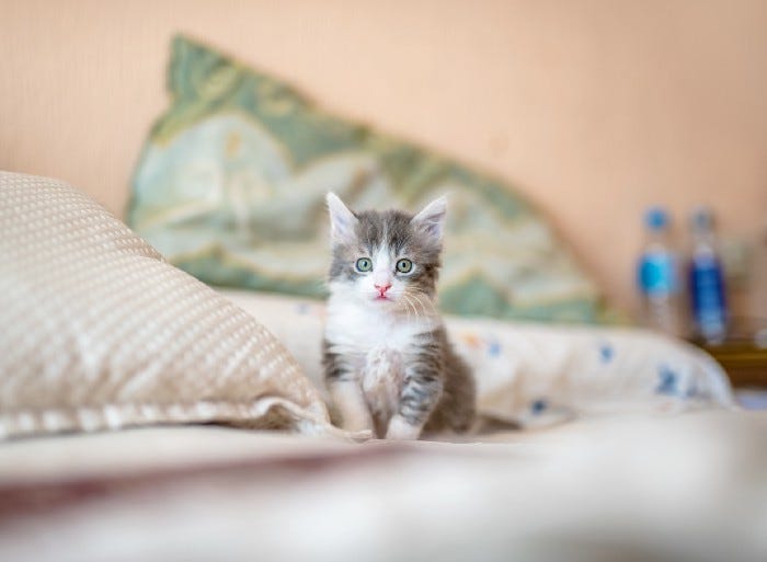 A picture of a kitten. There, that’s what you people like isn’t it? I can do internetz.