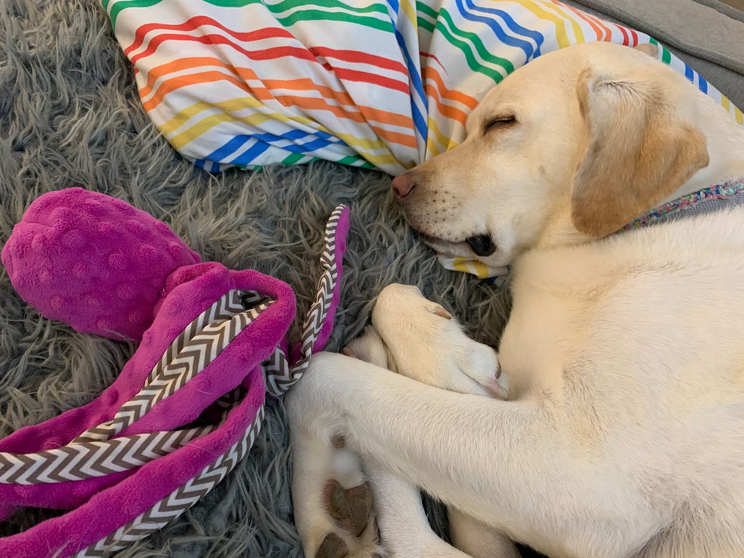 A yellow Labrador retriever sleeps with her head on a rainbow striped pillow on a gray couch. She has a purple octopus toy next to her. 