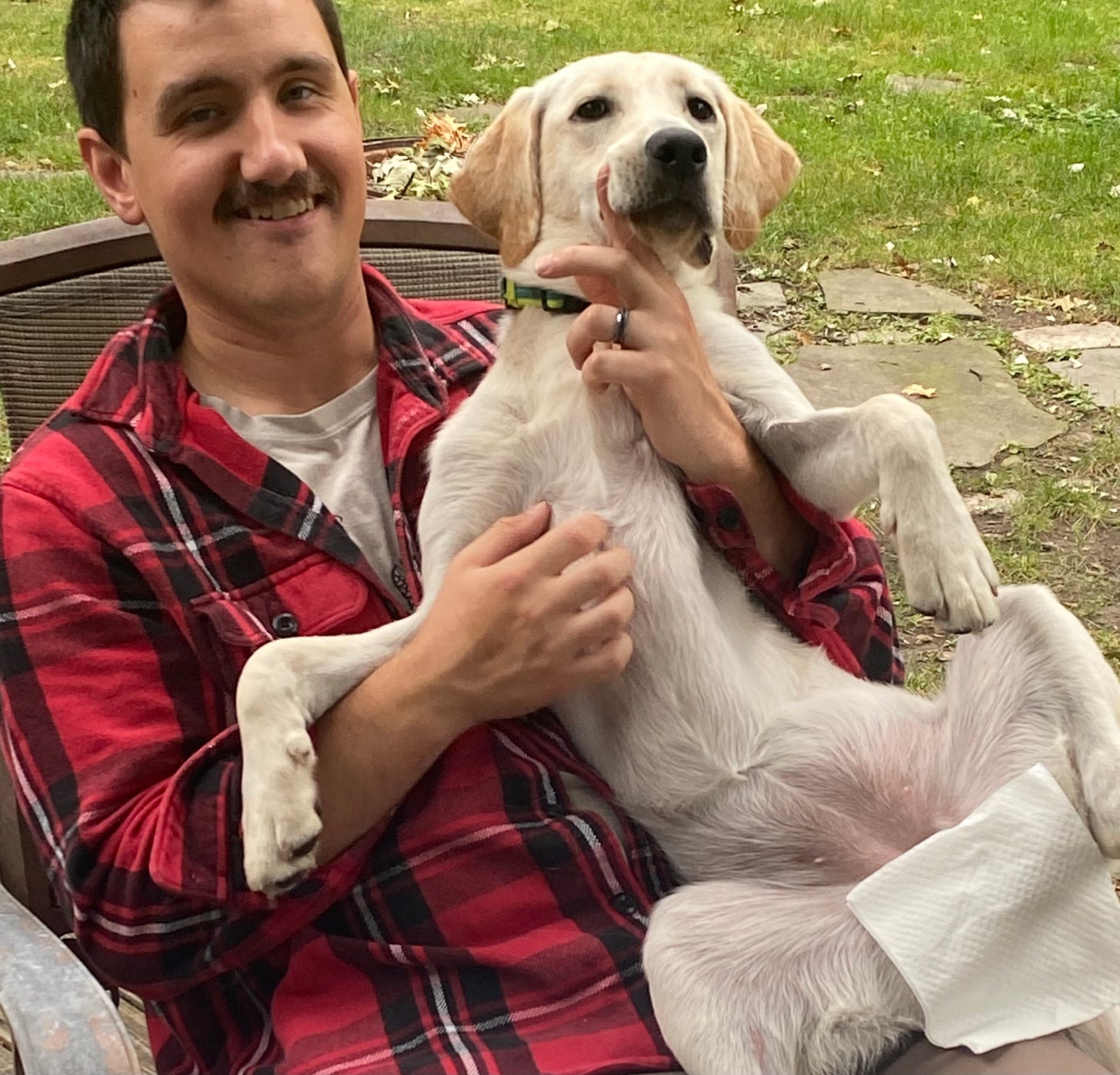 yellow lab eating everything