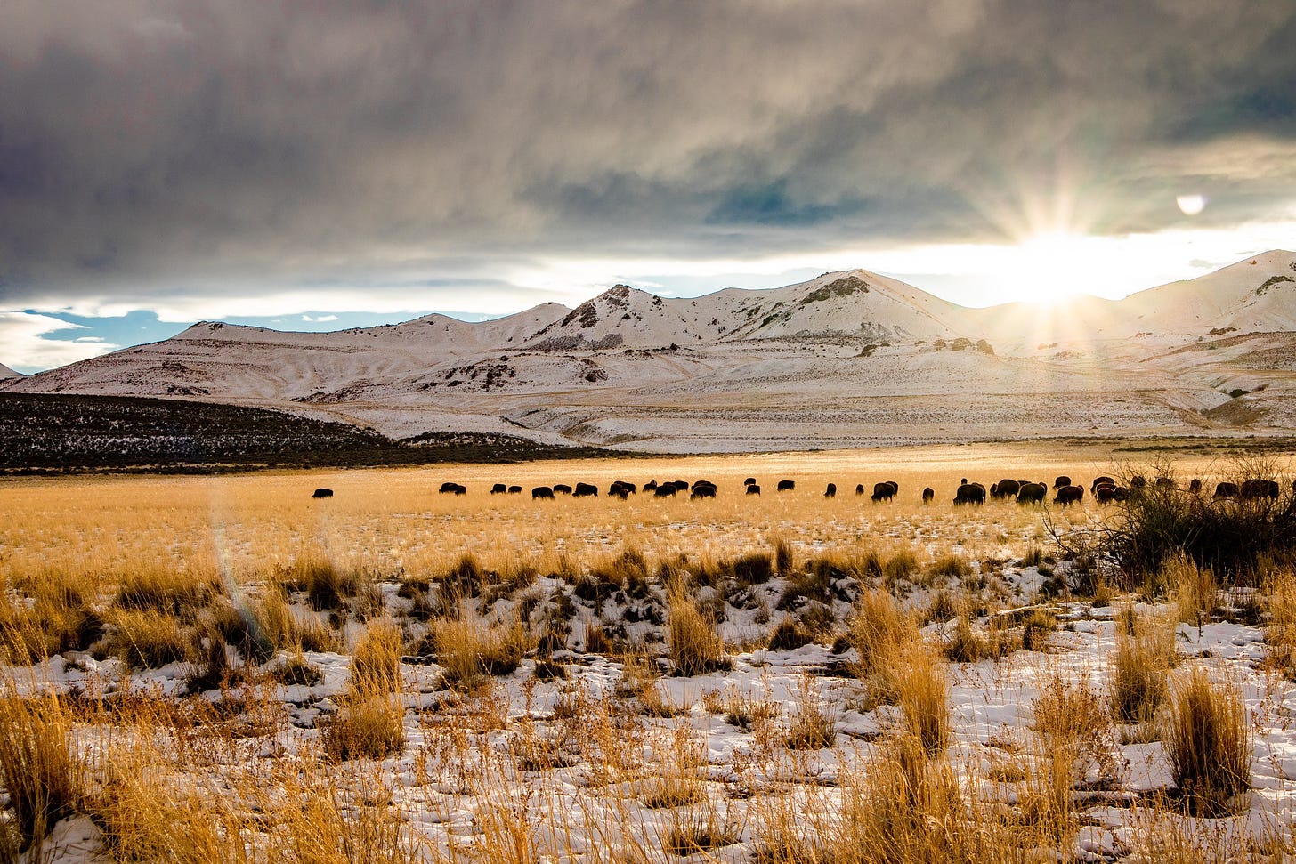 mountain range with a field of buffalo. 
