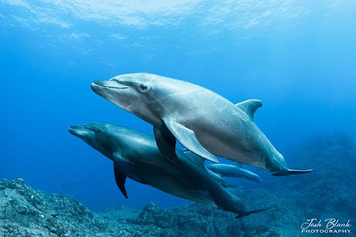 Bottlenose dolphins