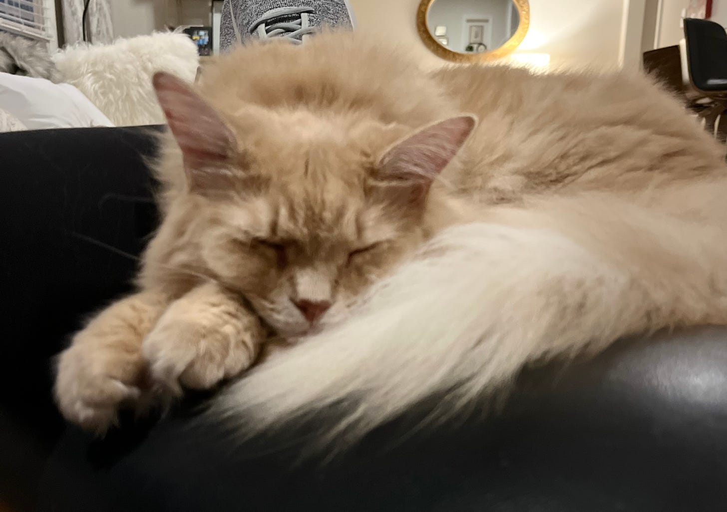 fluffy cat sleeping on a lap