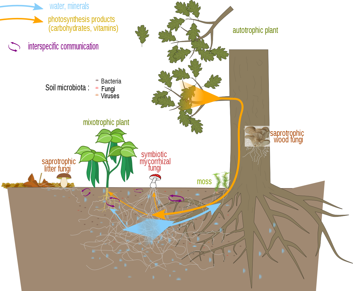 Mycorrhizal network - Wikipedia