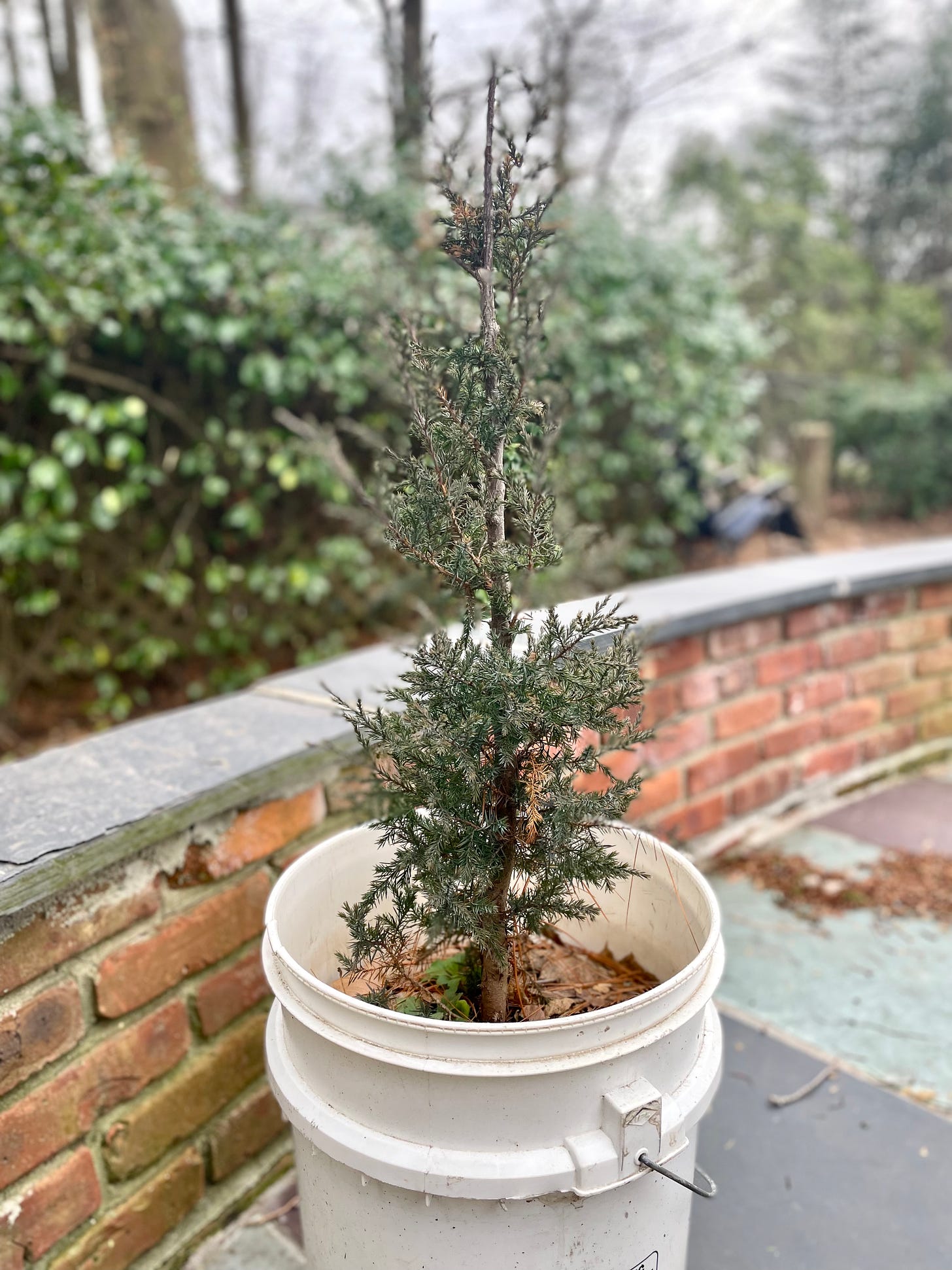 ID: Photo of Eastern red cedar tree in a white bucket on a patio outside