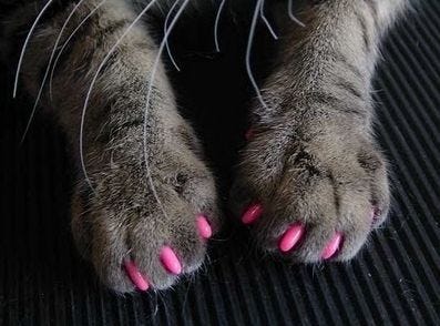 cat nail polish sushisu | Soft paws, Cat claw covers, Cat nails