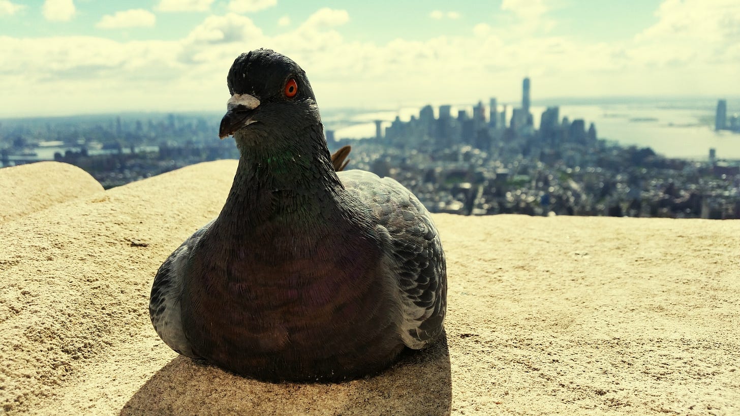 A pigeon on a stone ledge facing the camera in what looks to be NYC