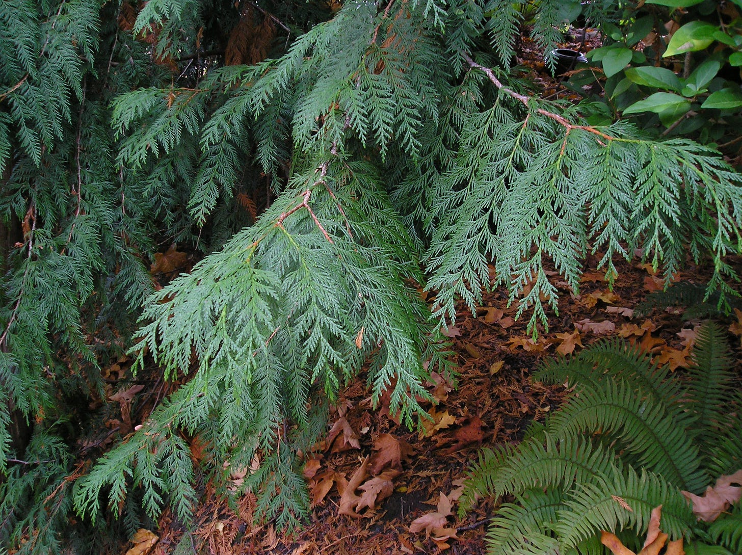 Thuja plicata: Our Iconic Northwest Native Conifer — Seattle Japanese Garden