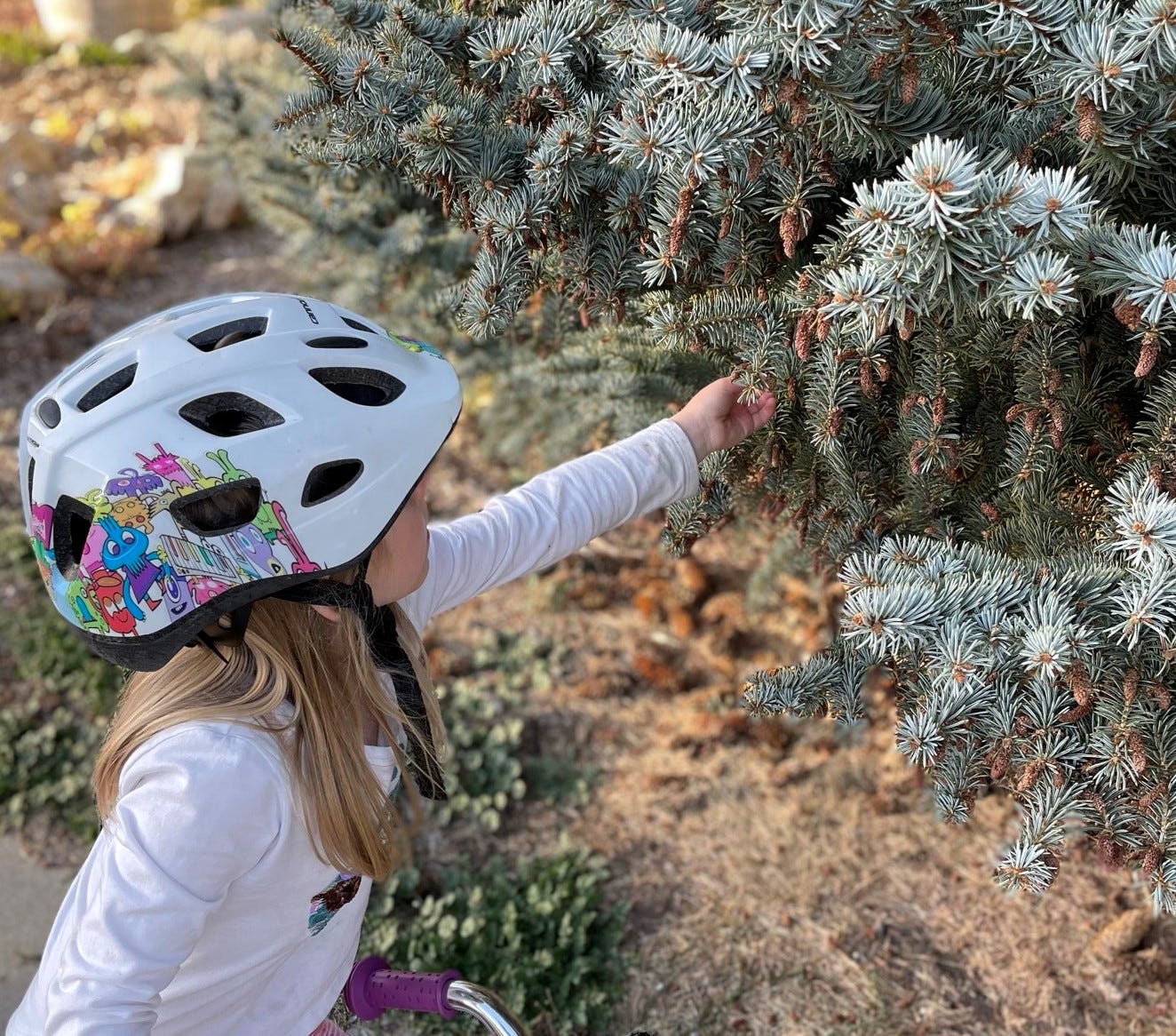 a young girl looks at a spruce tree