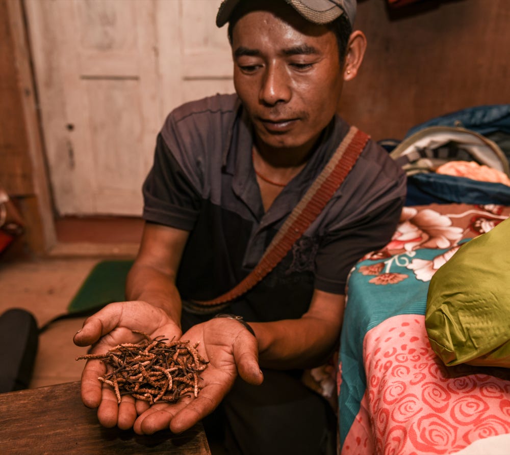 Cordyceps collector in Nepal, village of Na, May 2018    Igor Chus, Shutterstock