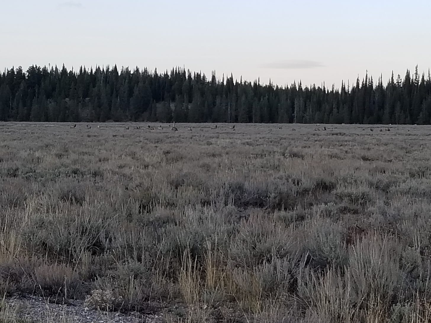 field at dusk, elk lying down, forest in background