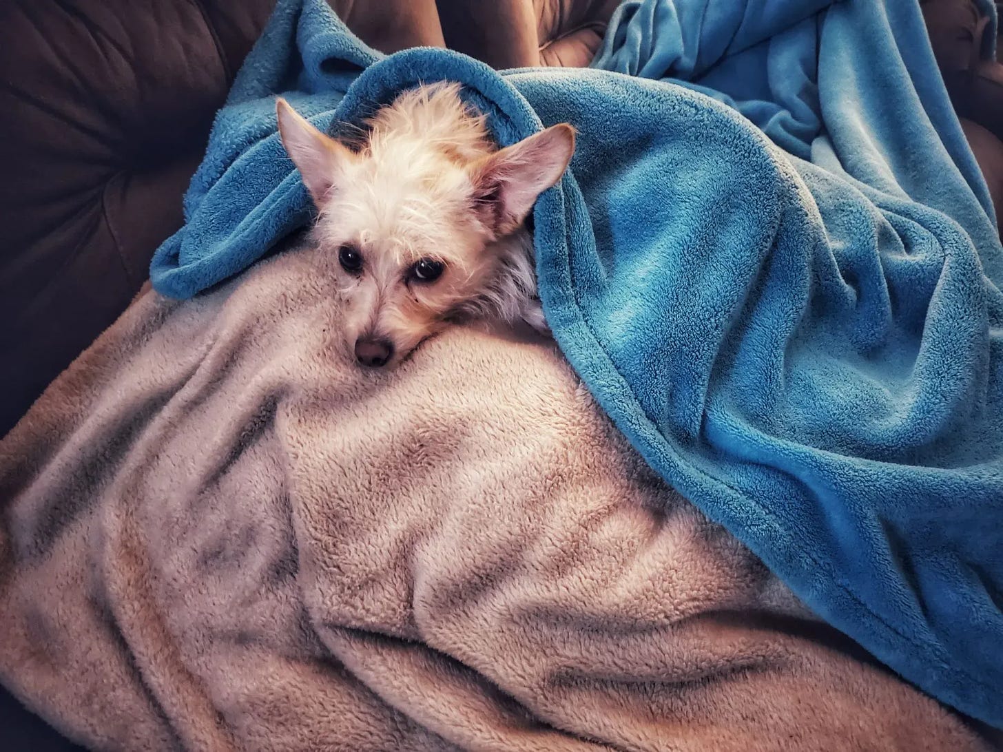 A very small white dog with scruffy fur and big chihuahua ears stares out from underneath a pile of blue and beige blankets