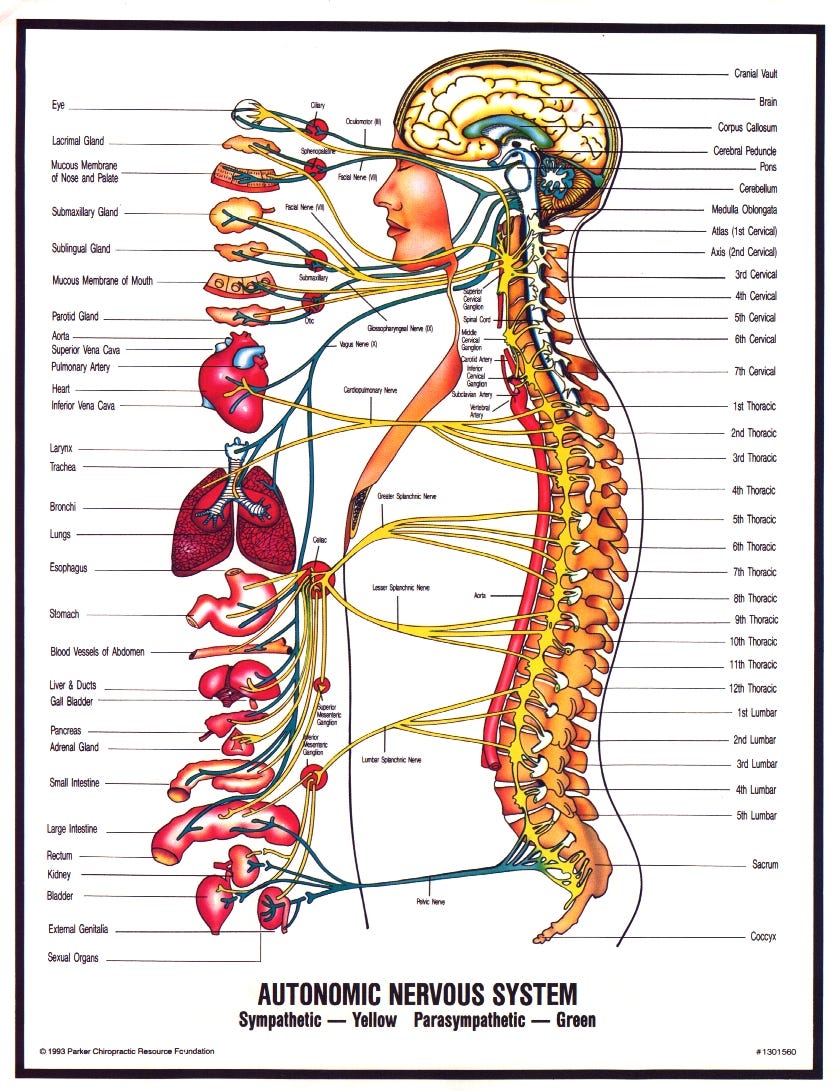 Autonomic Nervous System | Advanced Care Chiropractic