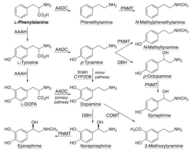 phenylalanine pathways