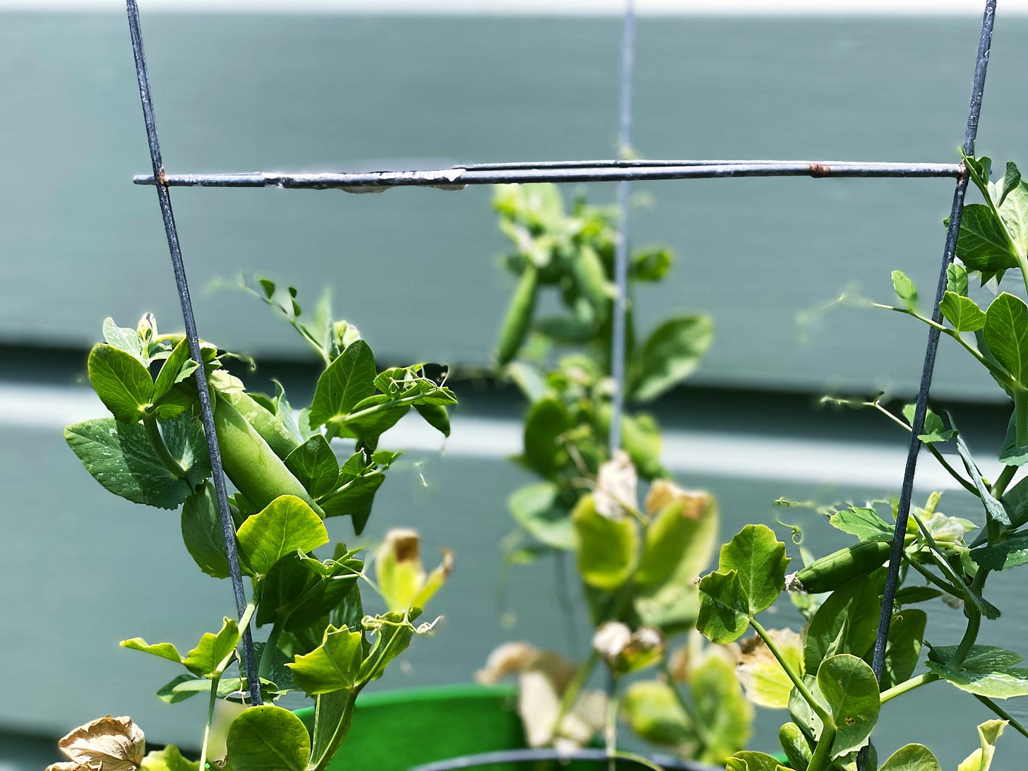 close-up of the tops of three sugar snap pea plants. on the left is one bean in focus