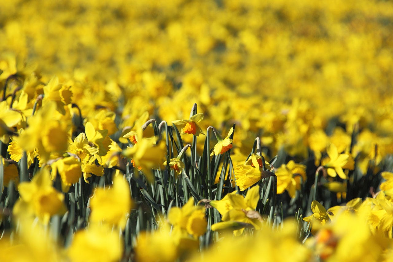 thousands of daffodils in park
