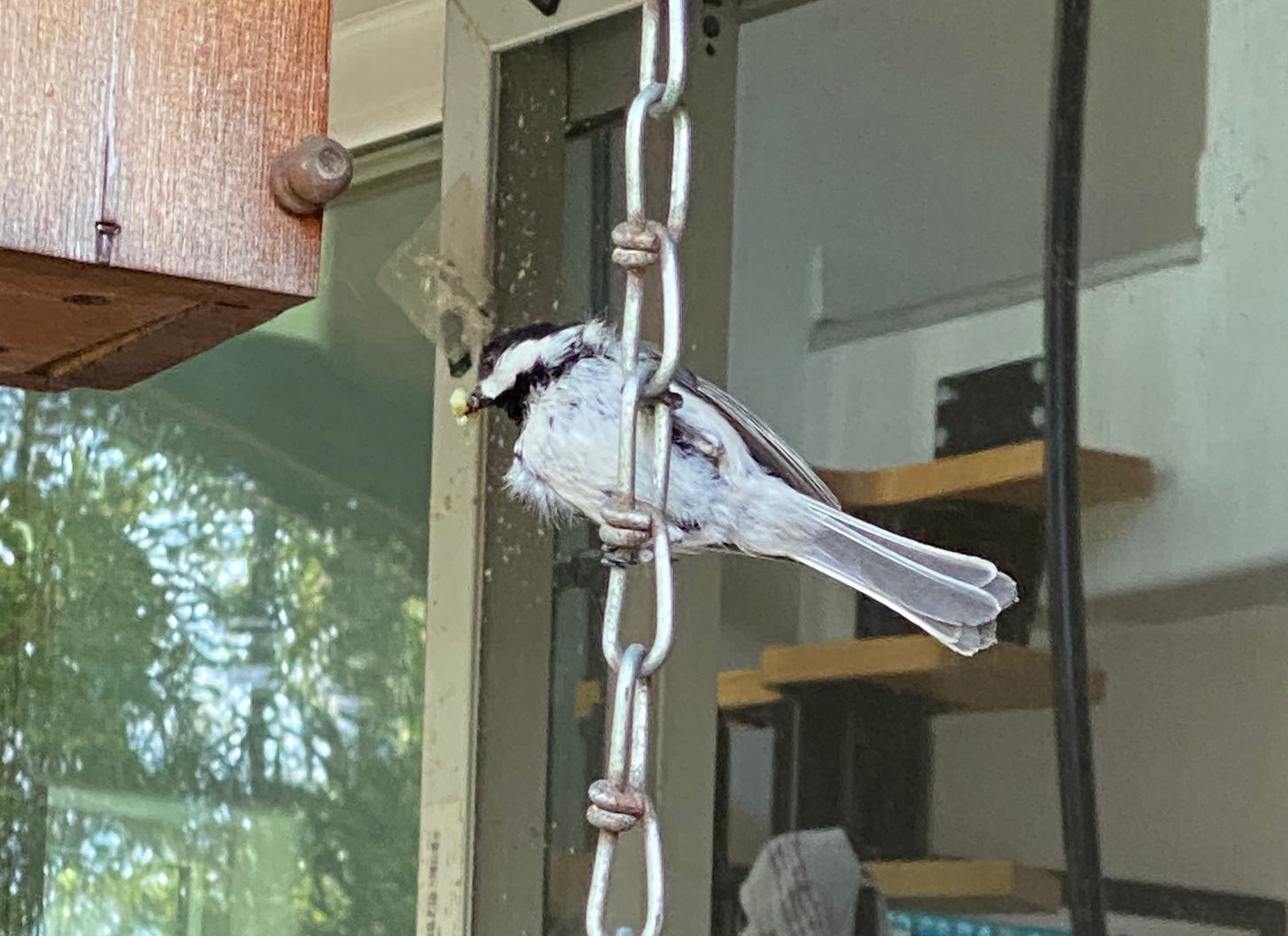 A black-capped chickadee holding what looks like a green grub, ready to deliver it to the chicks waiting inside a nearby birdhouse.