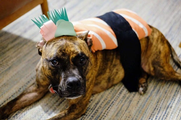 Bacon, who belongs to loyal readers Nick and Tina, encourages you to dress fashionably in 2020. Nominate your pet to appear in The Highlighter! hltr.co/pets