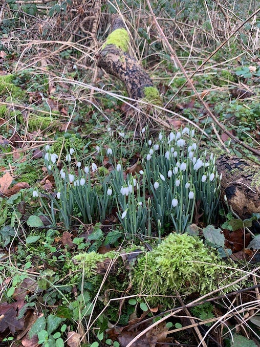 snowdrops - winter is over