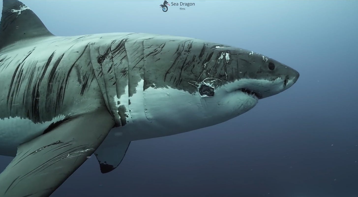 The great white shark was seen covered in scars