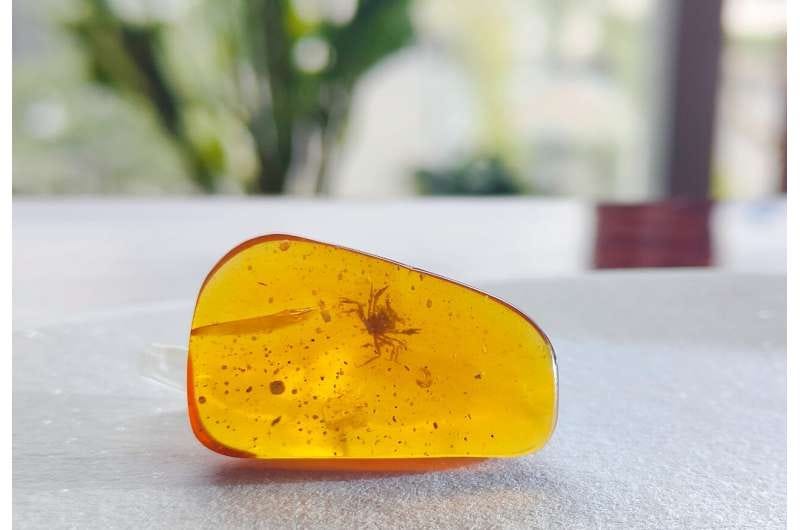 A blob of polished amber with a perfectly-preserved lil shelly fellow inside it. He looks like he’s ready to fight you. 