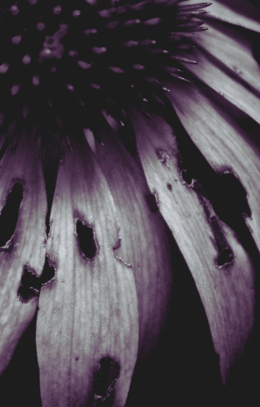 Decaying Flower with purple undertones