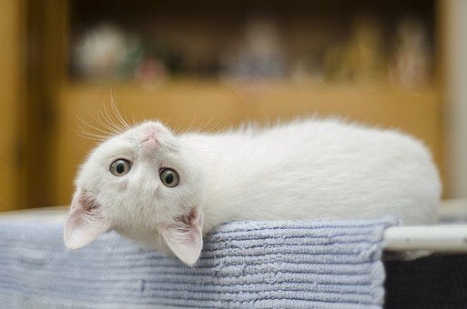 Kitten, White, Cat, Cute, Domestic
