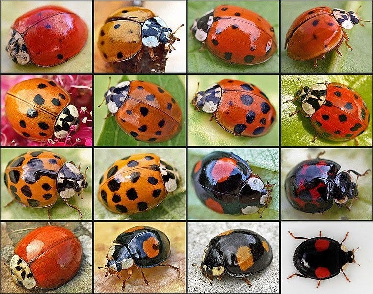 4x4 grid of lady beetles with color variations -- spotted red, spotted orange, solid red and spotted black, several displaying the distinctive “W” of a Wario beetle.