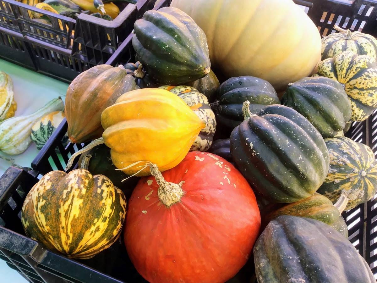 a variety of winter squash for sale