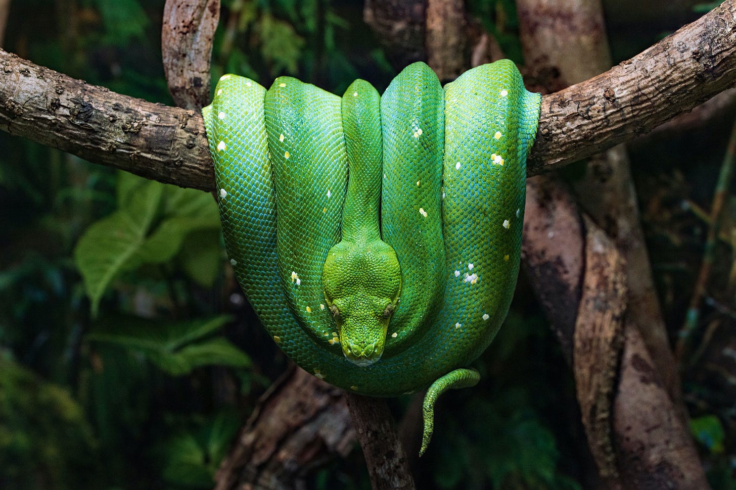 A bright green snake coiled over a tree branch