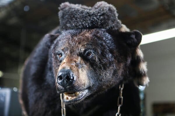 A close-up shot of the face of a taxidermy black bear in a furry hat. 