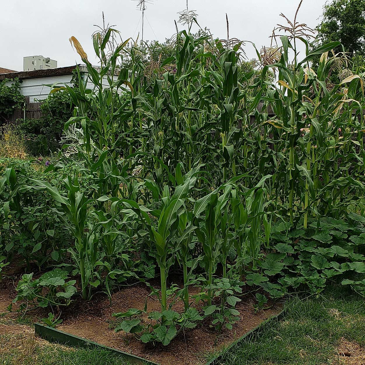Our riot of a garden, with corn, beans, and squash. 