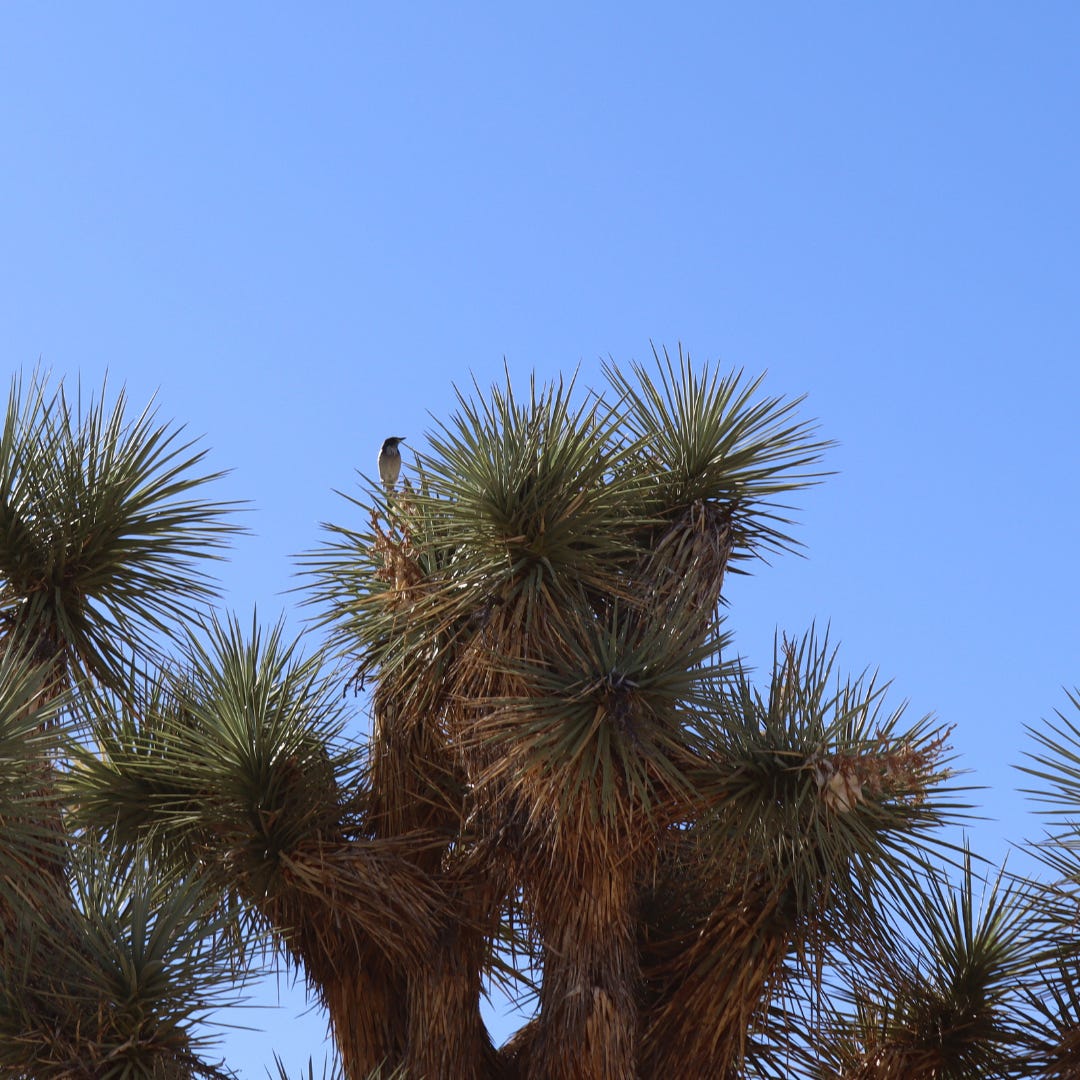 Bird in a tree against blue sky
