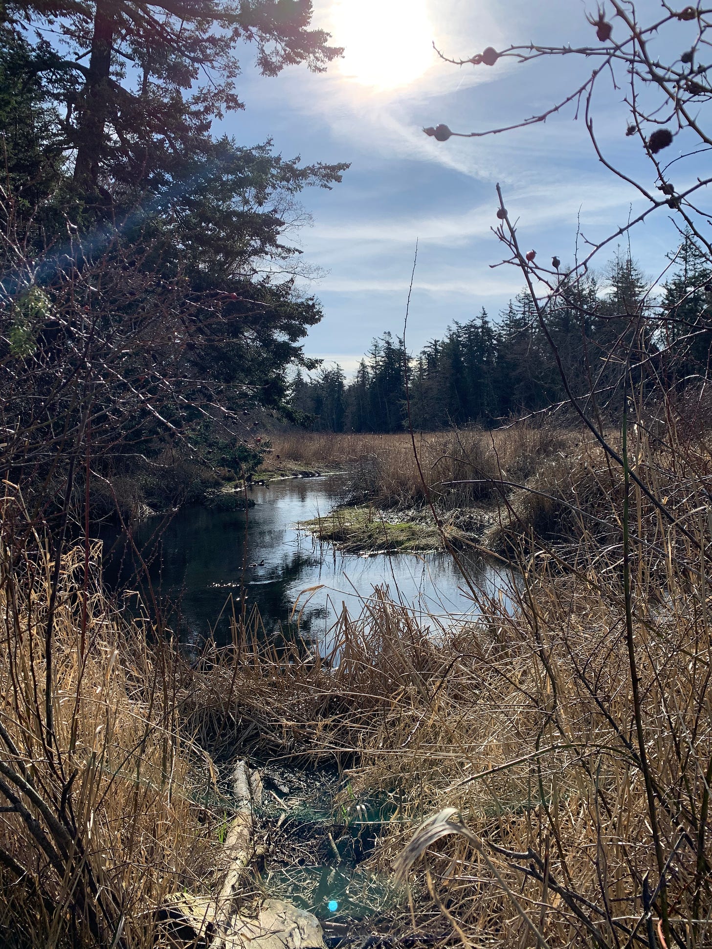 a flowing creek framed by trees and tall grass