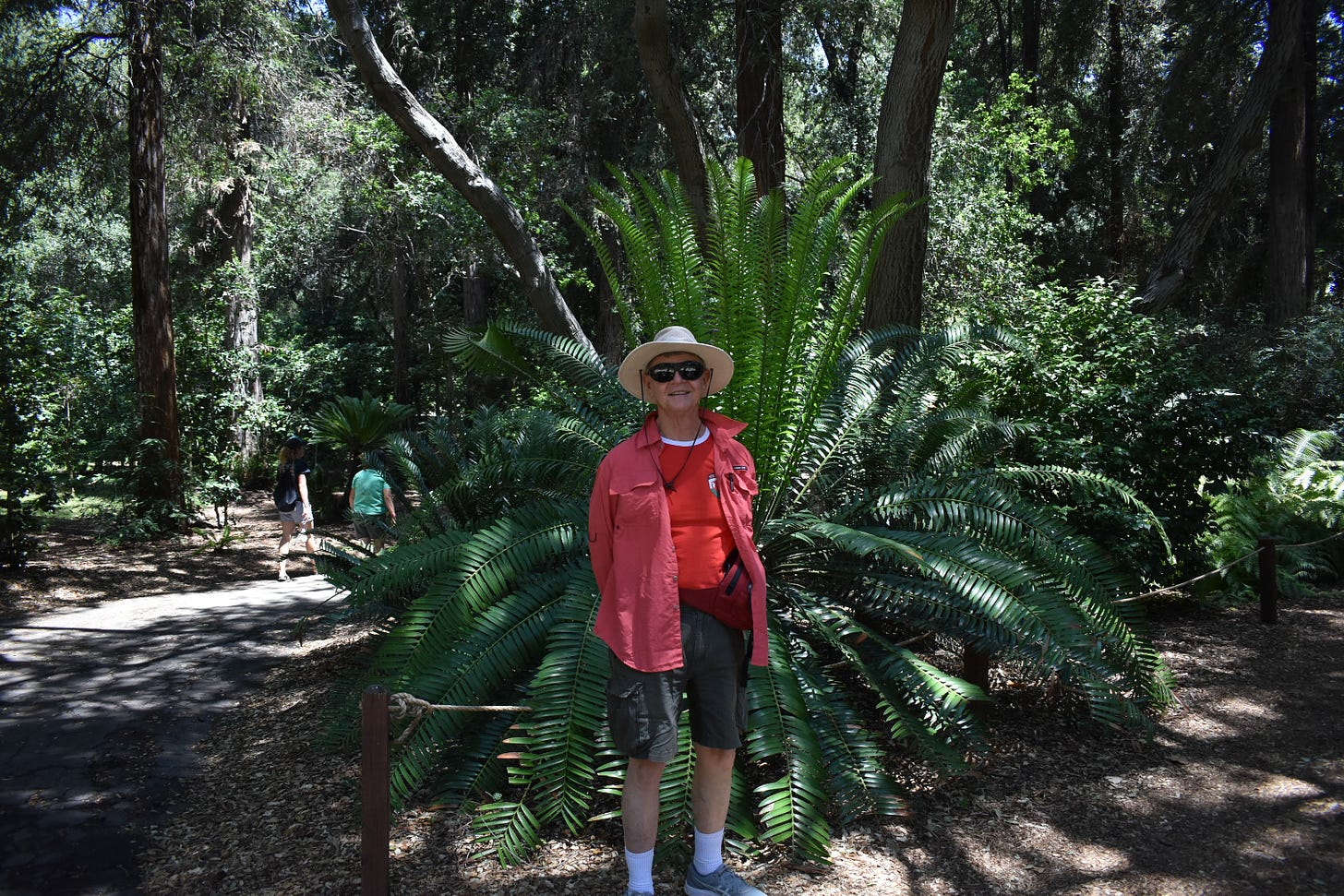 My father in a floppy hat standing in front of a HUGE fern, taller than he is