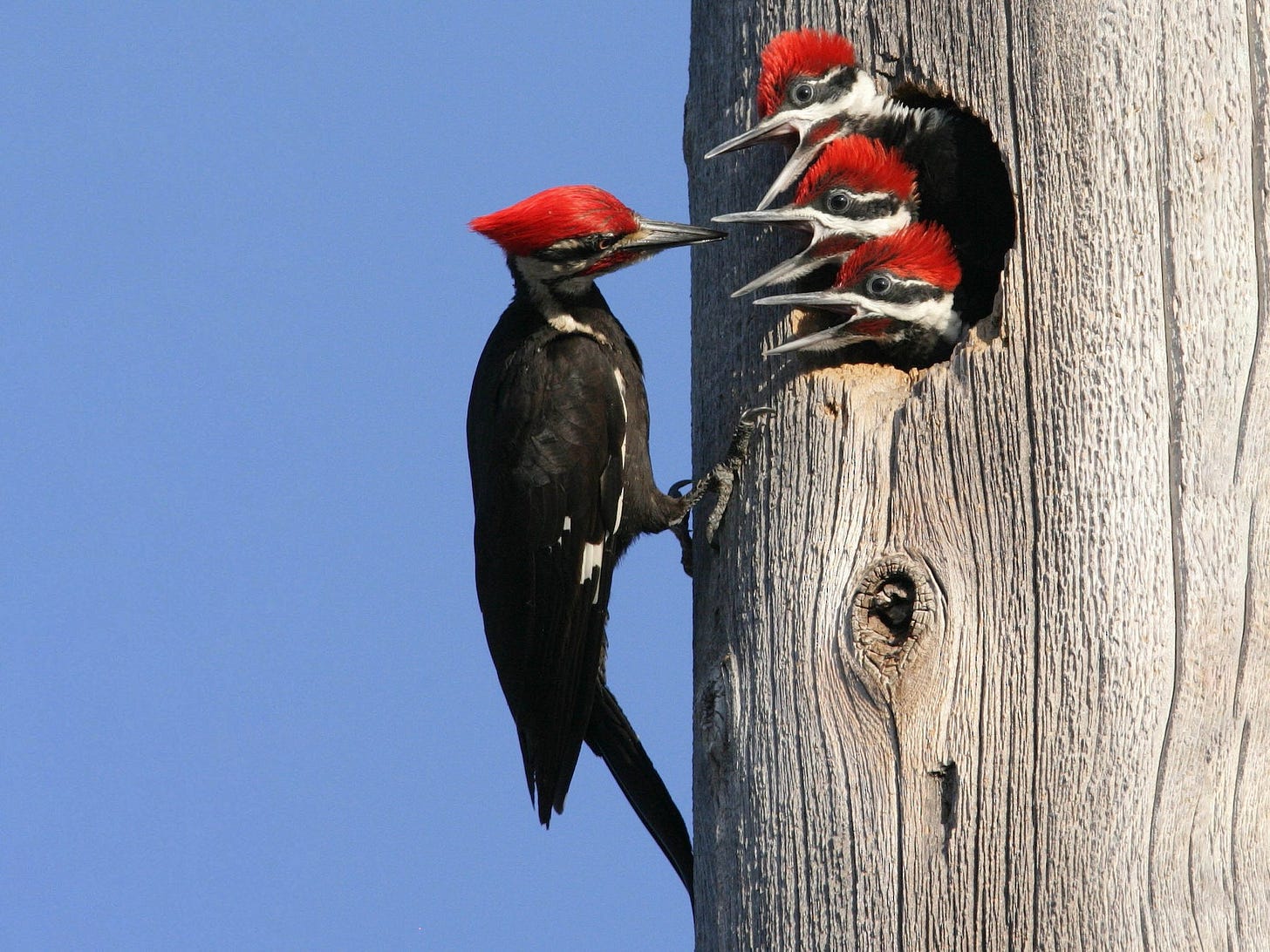 Pileated Woodpecker - eBird