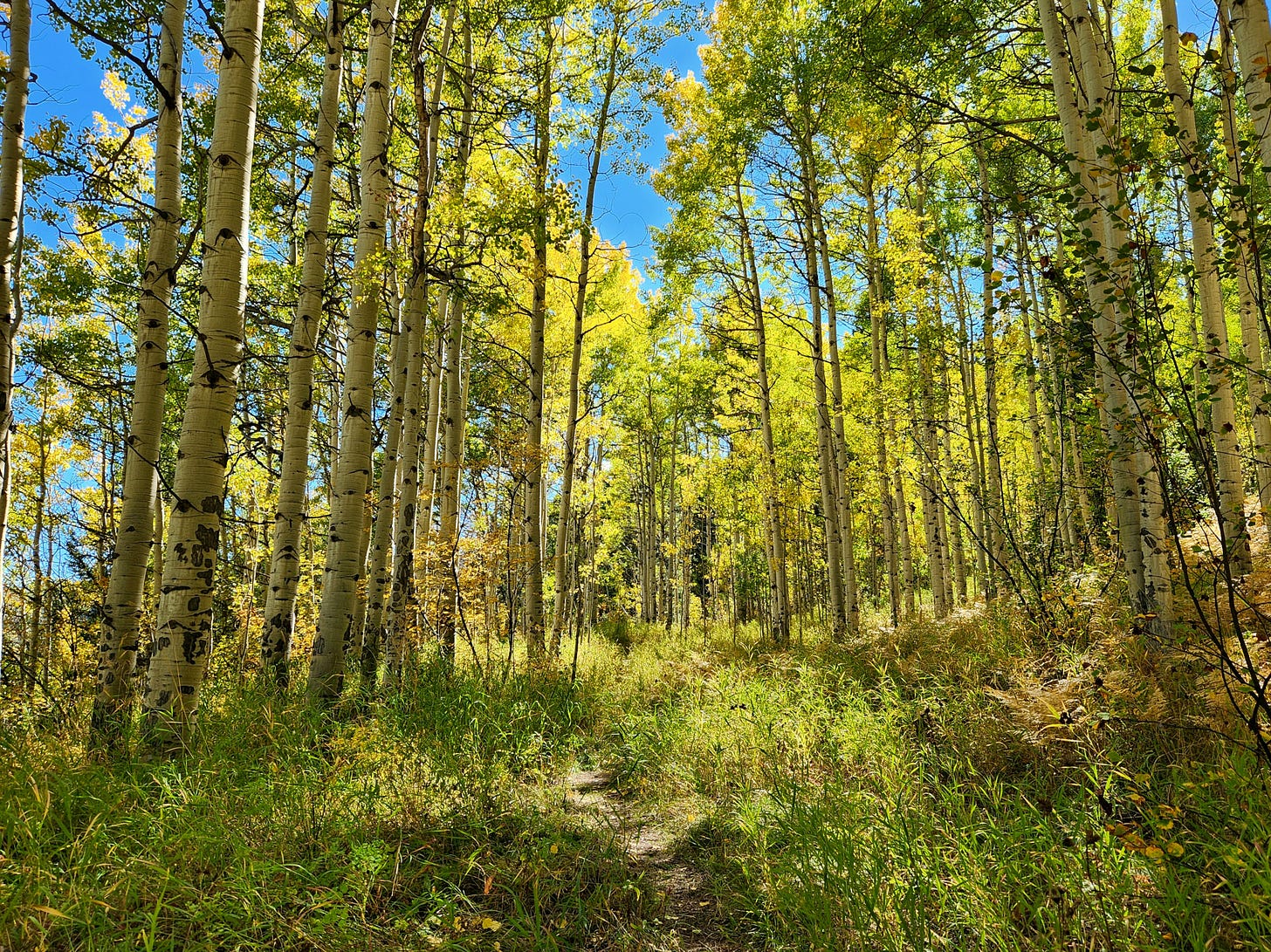 fall colors displayed by aspen trees