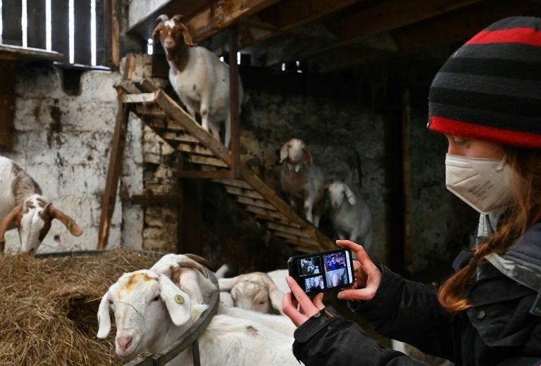 The farm in Lancashire, northwestern England, offers a five-minute appearance by a goat on any video-calling platform for £5 (nearly $7, 6 euros)