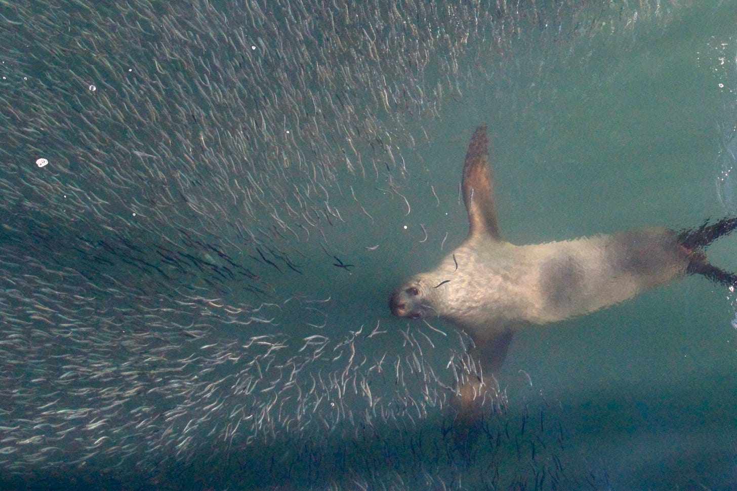 Sea Lion Chasing Sardines