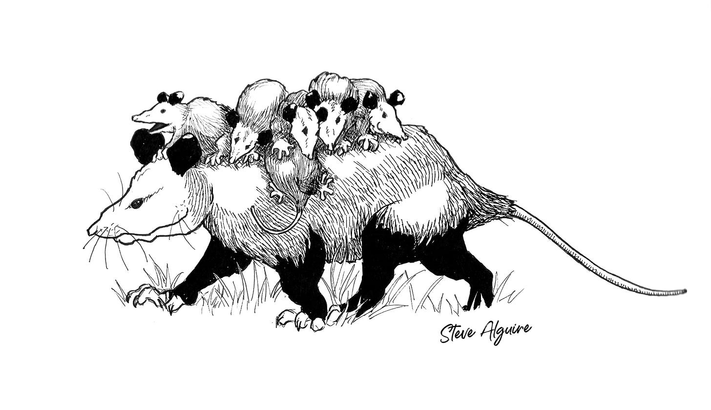 Ink drawing of a mother opossum with six young riding on her back.