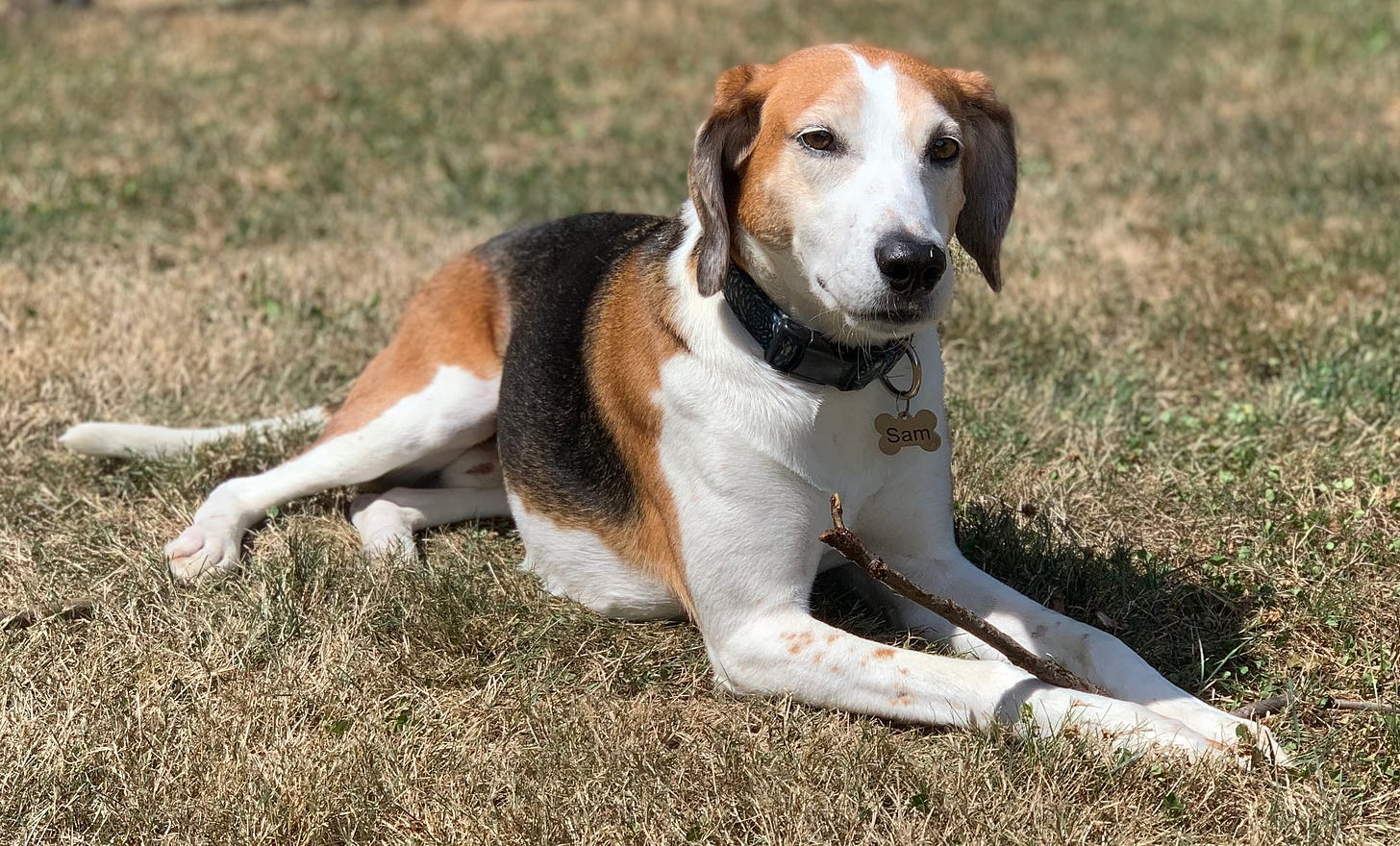 A white, brown and black American Foxhound lays in the grass with a stick between his front paws. 