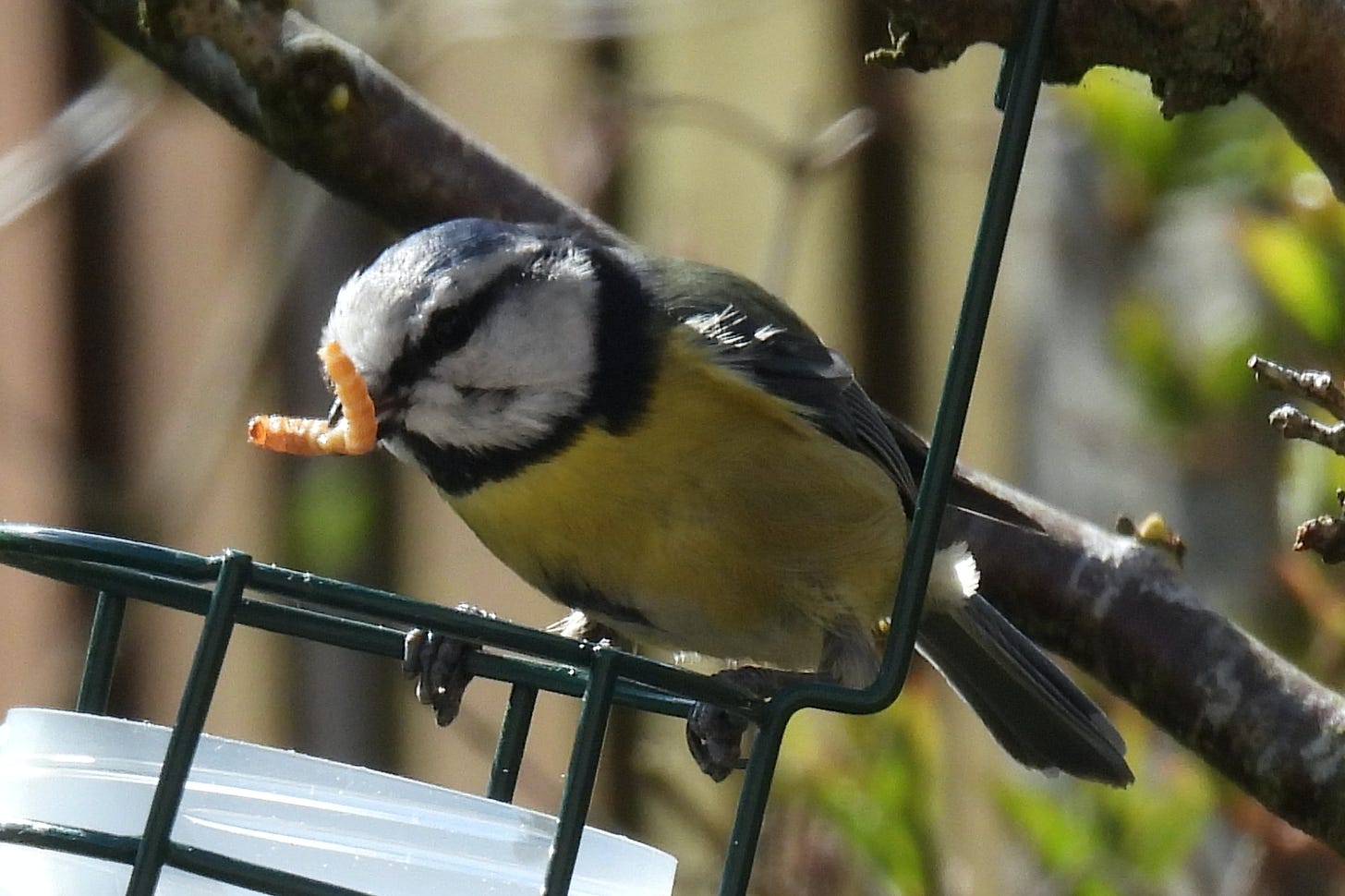Close up of a Blue Tit with a mealworm in its mouth. Bird is sitting on a wire basket hanging from a branch that is holding a pot of mealworms.