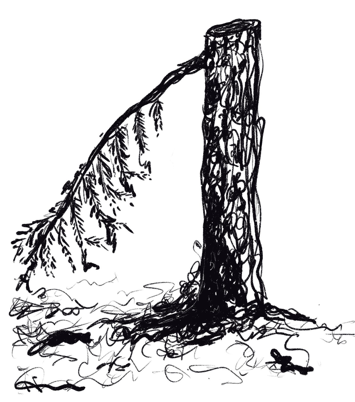 A roughly sketched digital drawing of a tall stump of a pine tree with one lonely branch hanging towards the ground. 