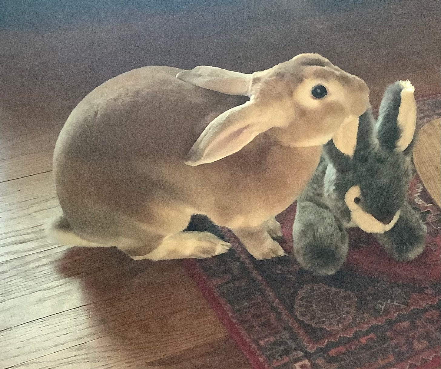 Rabbit and fake rabbit