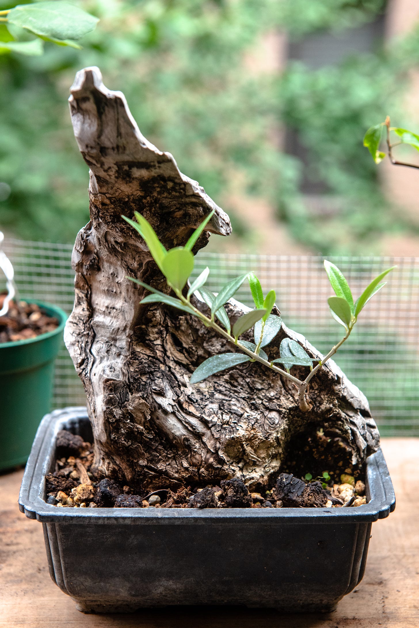 Image description: Photo of my olive bonsai, which is a large shard of old gnarled stump with a small single branch sticking out with new growth. End image description.