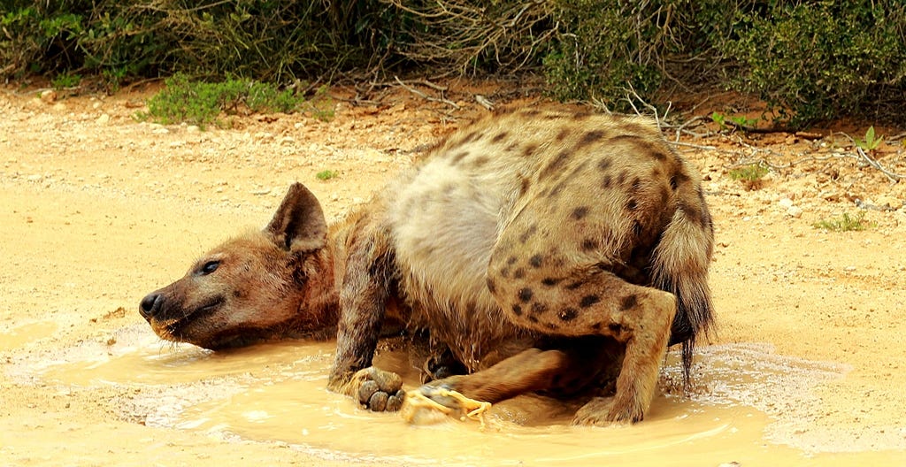 Hyena in puddle