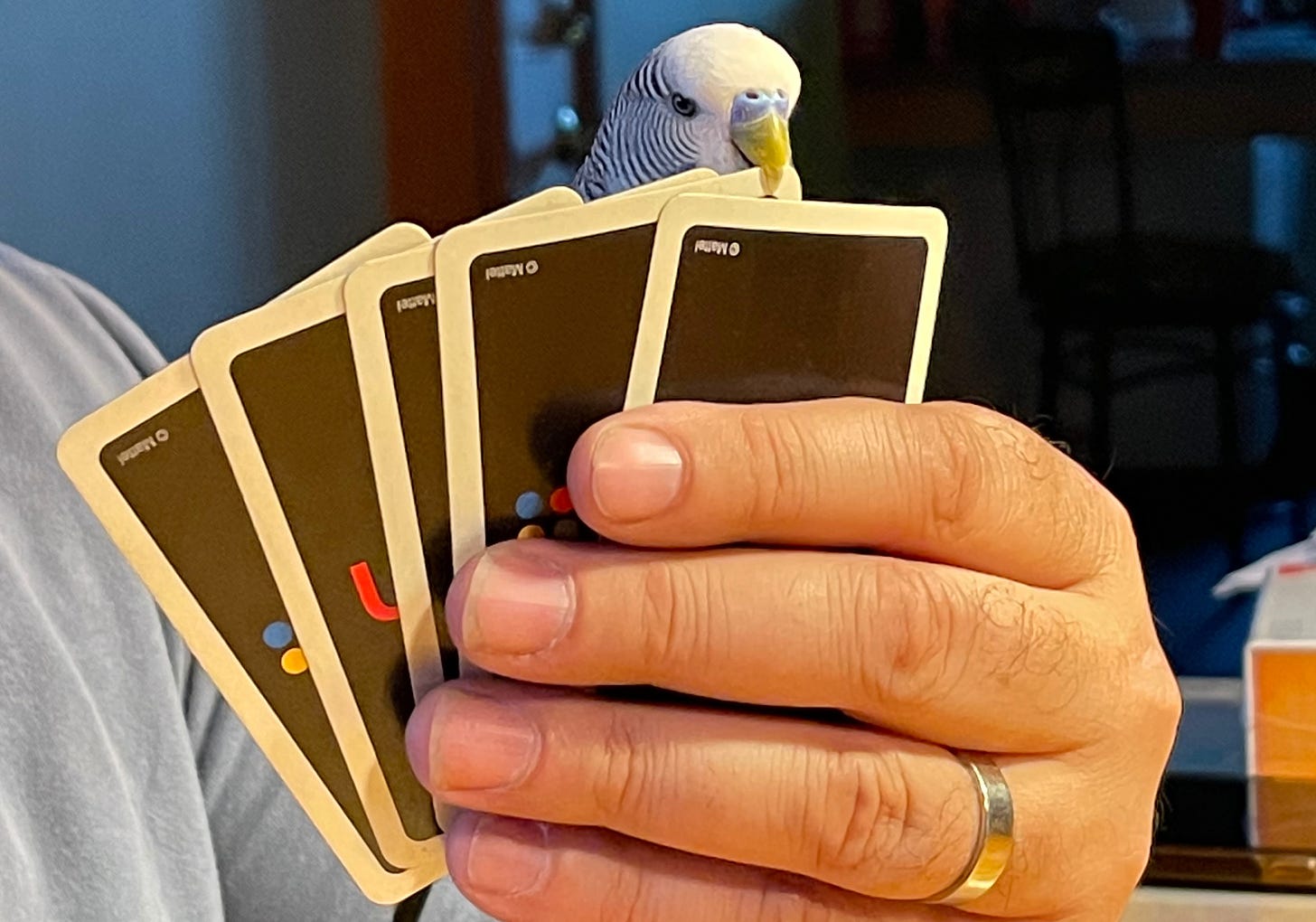A man wearing a wedding ring holding six Uno playing cards, one of which is being nibbled on by Yoshi, a grey budgie with a white face