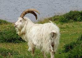 Saanen Goat | On Holy Isle, Arran. Named after the Saanen va… | Flickr
