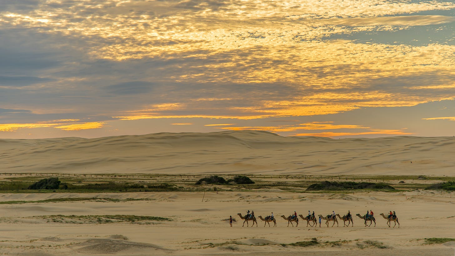 Eight camels in a convoy from a distance walking right to left. A sun sets in a cloudy sky; there are dunes in the distance.